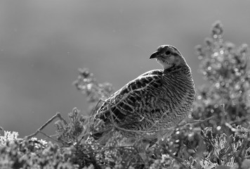 Grey francolin perched on bush, Bahrain 