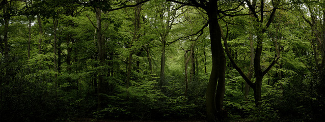 Forest panoramic