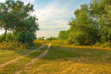 summer landscape with road and trees