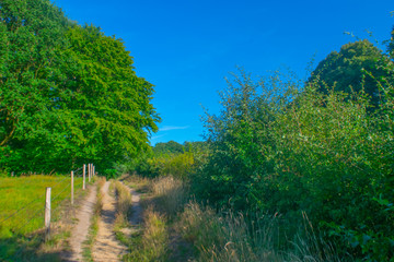 Fototapeta na wymiar A path next to a Dutch meadow