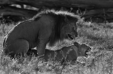 Lion king; mating pair at Masai Mara, Kenya