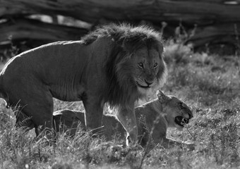 Lion king; mating pair at Masai Mara, Kenya