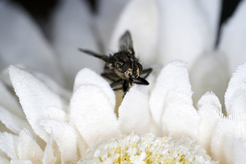 European housefly in Germany shot with macro lens in professional quality