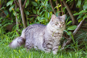 Beautiful long haired cat of siberian breed, hypoallergenic animal of livestock in a garden