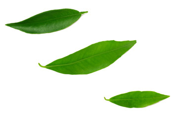 Obraz premium citrus leaves isolated on a white background.