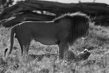 Fototapeta na wymiar Lion king; mating pair at Masai Mara, Kenya