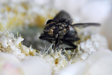 European housefly in Germany shot with macro lens in professional quality