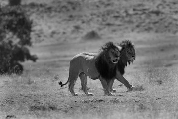 Fototapeta na wymiar The lion king at Masai Mara, Kenya