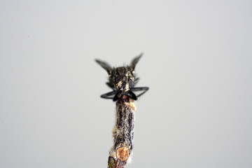European housefly in Germany shot with macro lens in professional quality