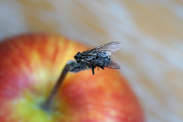 European housefly in Germany shot with macro lens in professional quality