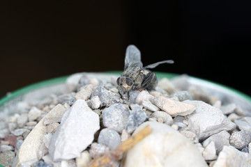 European housefly in Germany shot with macro lens in professional quality