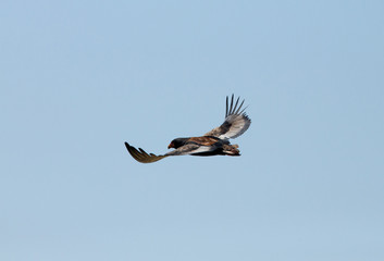 Bateleur eagle in flight, Masai Mara
