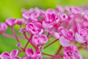 Fototapeta na wymiar colorful pink flowers background