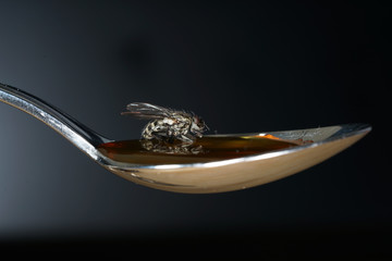 European housefly in Germany shot with macro lens in professional quality