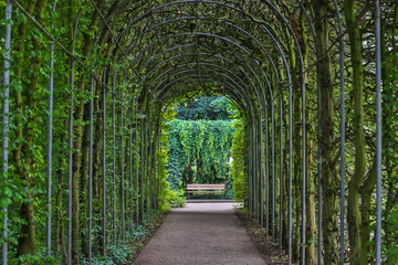 Obraz premium garden plants tunnel background