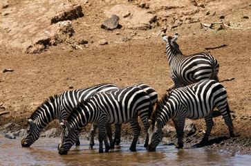 Fototapeta na wymiar Zebras drinking water, Masai Mara