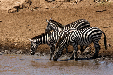 Obraz na płótnie Canvas Zebras drinking water, Masai Mara