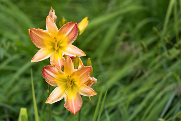 Obraz premium A daylily is a flowering plant in the genus Hemerocallis