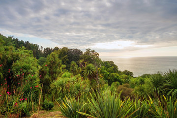 Green tropical forest by the sea
