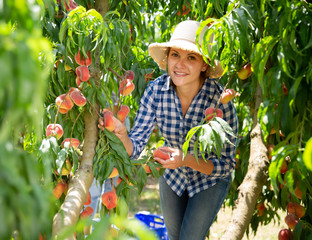 Young woman horticulturist picking peaches from tree