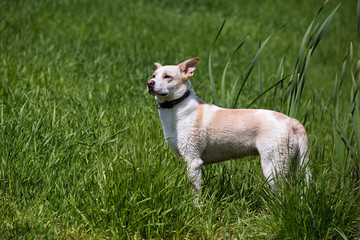 Mixed breed Husky Labrador Retriever running and playing in a green meadow on a sunny summer day.