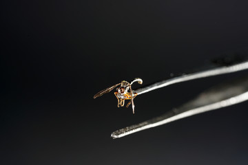 European housefly in Germany shot with macro lens in professional quality