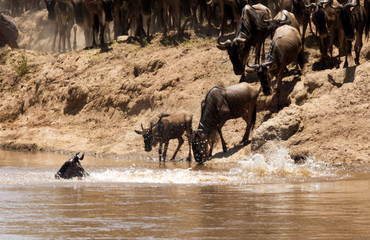 The great migration of Mara, Wildebeests crossing Mara river, Masai Mara, kenya