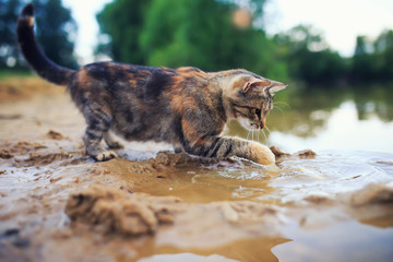 cute striped cat looks out for the surface and deftly catches fish with his paw in the pond in the...