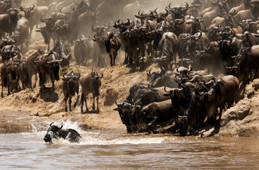 Fototapeta na wymiar The great migration of Mara, Wildebeests crossing Mara river, Masai Mara, kenya