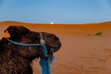 La Luna sorge nel deserto