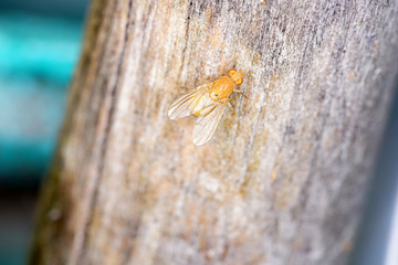 European housefly in Germany shot with macro lens in professional quality