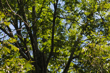 tree in spring