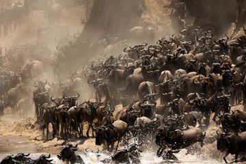 The great migration of Mara, Wildebeests crossing Mara river, Masai Mara, kenya