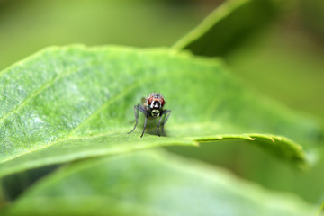 house fly in Germany shot with macro lens