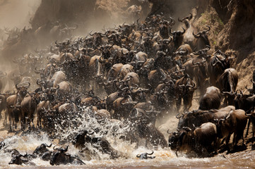 The great migration of Mara, Wildebeests crossing Mara river, Masai Mara, kenya
