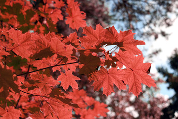 red maple leaves in autumn