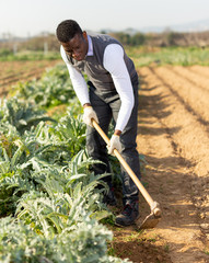 Man hoeing artichoke plantation