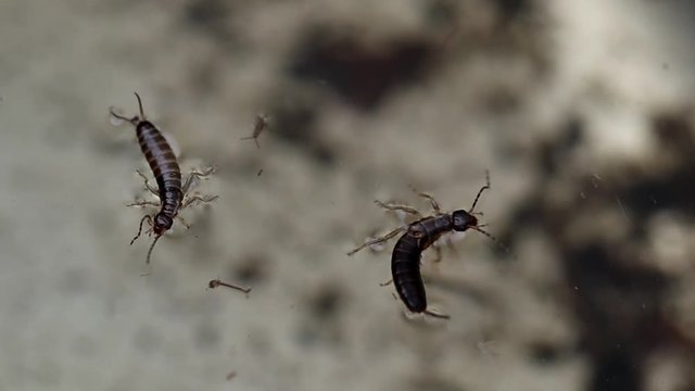 earwig insect floating on swamp water macro