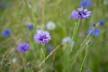 wildflowers in the meadow