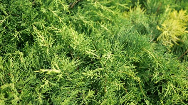 Thuja occidentalis bush is evergreen coniferous tree in cypress family Cupressaceae. Green plant abstract background.