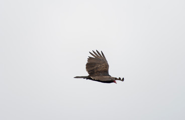 Birds of prey in-flight along the Pacific Coastline of Sea Ranch, California