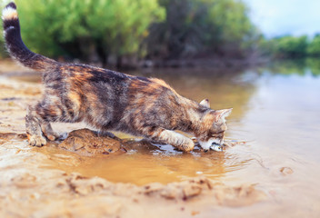  striped cat catches fish standing on the sandy shore and lowering his face into the water of the pond