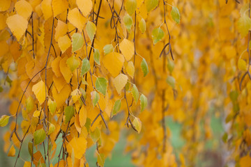 Yellowed birch leaves in the Park.