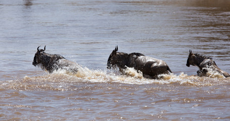 The great migration of Mara, Wildebeests crossing Mara river, Masai Mara, kenya