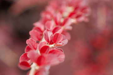 Fototapeta na wymiar Bright red berries of bearberry cotoneaster.