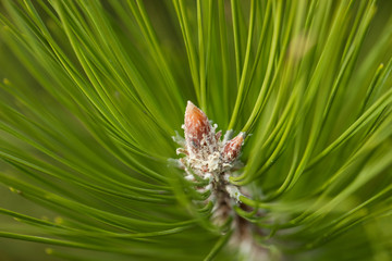 Pine Needles Abstract Background. Needles on a pine branch.