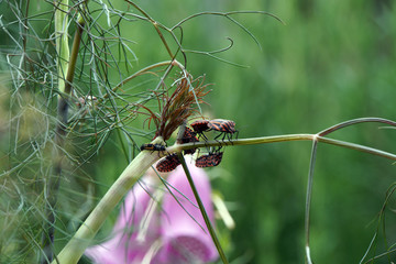 Streifenwanze (Graphosoma lineatum), Larve und  Käfer