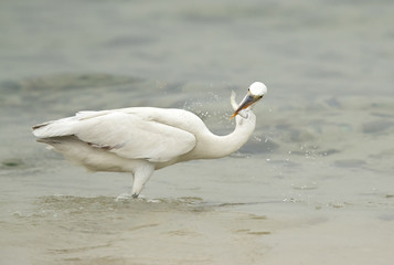Fototapeta premium The western reef heron white morphed fishing at Busaiteen coast, Bahrain 
