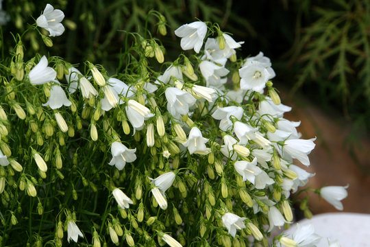 Zwerg-Glockenblume (Campanula Cochleariifolia)