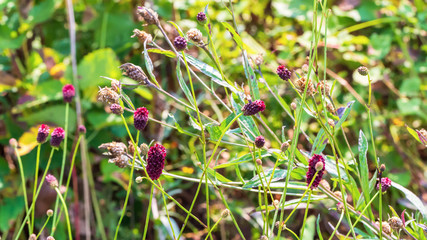 Sanguisorba officinalis flowers